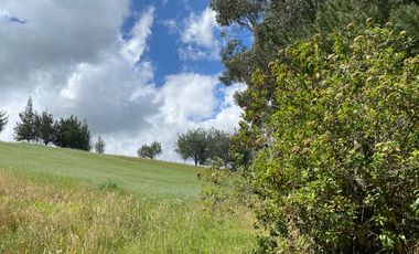 CAYAMBE, 3 HECTAREAS, SECTOR CAPULISPAMBA,IDEAL PARA PLANTACION DE FLORES $200.000,00