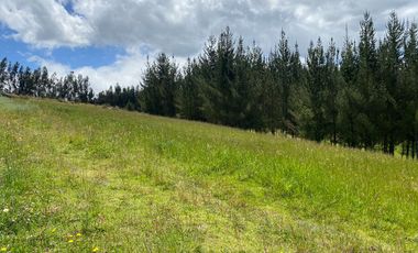 CAYAMBE, 3 HECTAREAS, SECTOR CAPULISPAMBA,IDEAL PARA PLANTACION DE FLORES $200.000,00