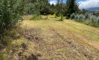 CAYAMBE, 3 HECTAREAS, SECTOR CAPULISPAMBA,IDEAL PARA PLANTACION DE FLORES $200.000,00