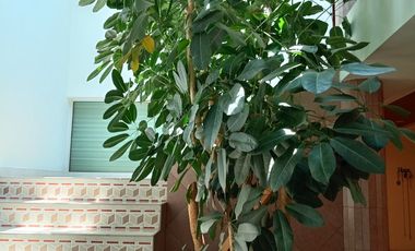 CASA EN VENTA CON ESPLENDIDO JARDIN Y CUATRO RECAMARAS CERCANA A AVE. TECNOLOGICO EN METEPEC