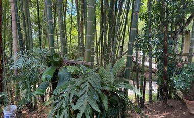 FINCA PLANA DE UNA HECTÁREA POR LA VÍA HACIA AMALFI ANTIOQUIA COLOMBIA.