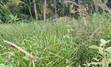 FINCA PLANA DE UNA HECTÁREA POR LA VÍA HACIA AMALFI ANTIOQUIA COLOMBIA.