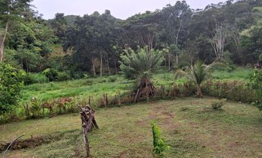 FINCA PLANA DE UNA HECTÁREA POR LA VÍA HACIA AMALFI ANTIOQUIA COLOMBIA.
