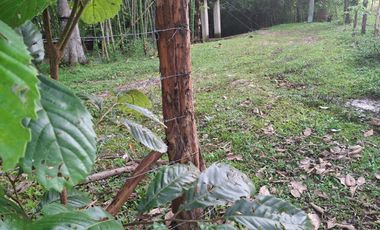 FINCA PLANA DE UNA HECTÁREA POR LA VÍA HACIA AMALFI ANTIOQUIA COLOMBIA.