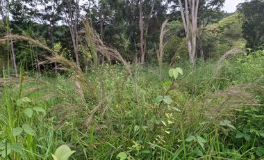 FINCA PLANA DE UNA HECTÁREA POR LA VÍA HACIA AMALFI ANTIOQUIA COLOMBIA.
