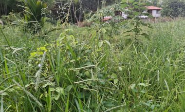 FINCA PLANA DE UNA HECTÁREA POR LA VÍA HACIA AMALFI ANTIOQUIA COLOMBIA.