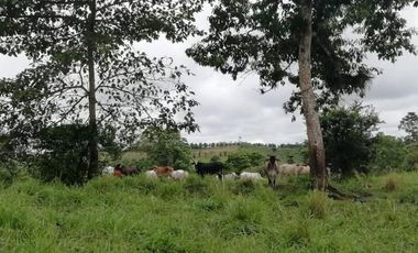 HACIENDA AGRICOLA GANADERA VALLE HERMOSO 33 Ha