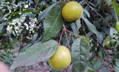 HACIENDA AGRICOLA GANADERA VALLE HERMOSO 33 Ha