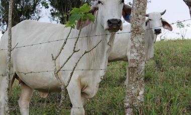 HACIENDA AGRICOLA GANADERA VALLE HERMOSO 33 Ha