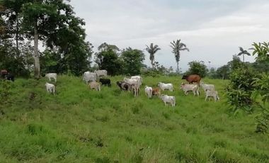 HACIENDA AGRICOLA GANADERA VALLE HERMOSO 33 Ha