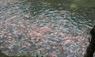 HACIENDA AGRICOLA GANADERA VALLE HERMOSO 33 Ha