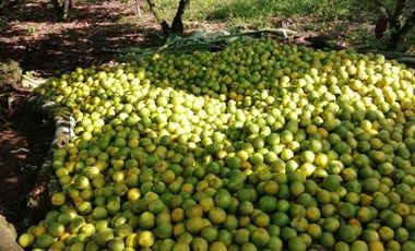 HACIENDA AGRICOLA GANADERA VALLE HERMOSO 33 Ha