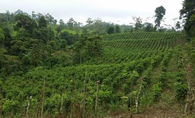 HACIENDA AGRICOLA GANADERA VALLE HERMOSO 33 Ha