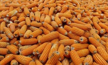 HACIENDA AGRICOLA GANADERA VALLE HERMOSO 33 Ha