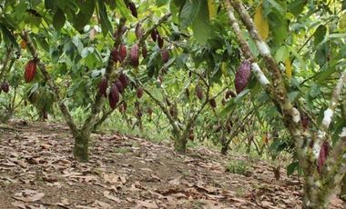 HACIENDA AGRICOLA GANADERA VALLE HERMOSO 33 Ha