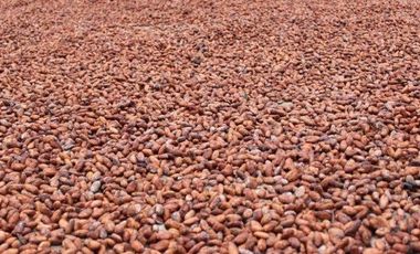 HACIENDA AGRICOLA GANADERA VALLE HERMOSO 33 Ha