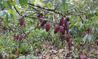 HACIENDA AGRICOLA GANADERA VALLE HERMOSO 33 Ha