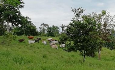HACIENDA AGRICOLA GANADERA VALLE HERMOSO 33 Ha