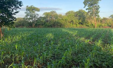 VENDO FINCA EN EL PLACER VICHADA 17.000 HECTAREAS EN LA VEREDA LA ESMERALDA