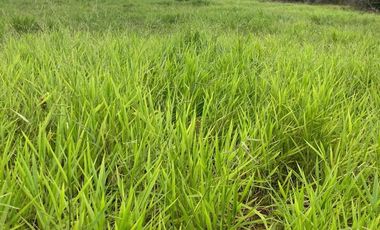 VENDO FINCA EN EL PLACER VICHADA 17.000 HECTAREAS EN LA VEREDA LA ESMERALDA