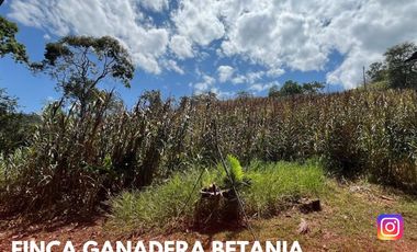SE VENDE ESPECTACULAR FINCA GANADERA EN BETANIA (PALERMO - HUI - COL)