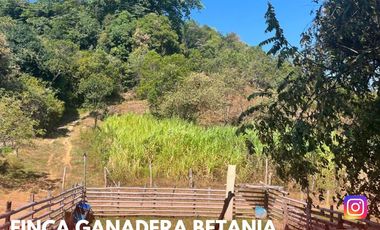 SE VENDE ESPECTACULAR FINCA GANADERA EN BETANIA (PALERMO - HUI - COL)