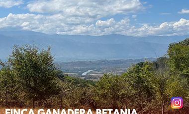 SE VENDE ESPECTACULAR FINCA GANADERA EN BETANIA (PALERMO - HUI - COL)