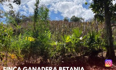 SE VENDE ESPECTACULAR FINCA GANADERA EN BETANIA (PALERMO - HUI - COL)