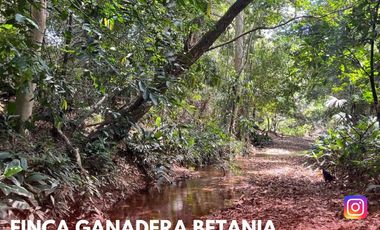 SE VENDE ESPECTACULAR FINCA GANADERA EN BETANIA (PALERMO - HUI - COL)