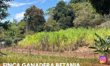 SE VENDE ESPECTACULAR FINCA GANADERA EN BETANIA (PALERMO - HUI - COL)