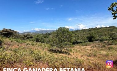 SE VENDE ESPECTACULAR FINCA GANADERA EN BETANIA (PALERMO - HUI - COL)