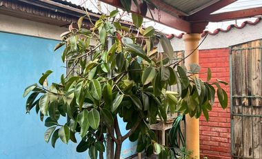 Casa A Pasos De Departamental / Av Vicuña Mackenna