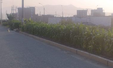 VENTA DE TERRENO CARABAYLLO 105 M2 LA ARBOLEDA 1 ETAPA