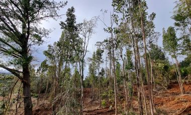 Parcela Sector Los Guindos con Estero