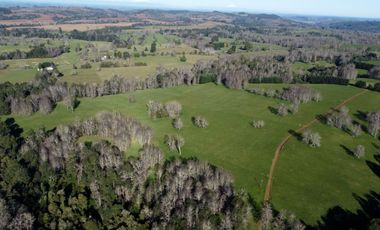 Excepcional campo ganadero de 98,23 hectáreas en Osorno