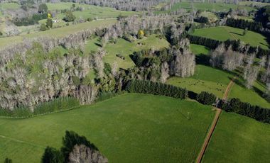 Excepcional campo ganadero de 98,23 hectáreas en Osorno