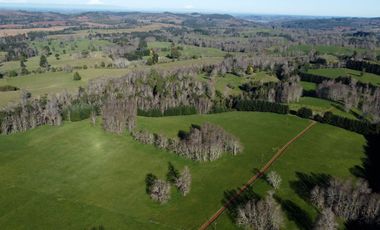 Excepcional campo ganadero de 98,23 hectáreas en Osorno