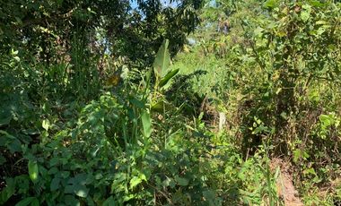 Oportunidad única! Fundo productivo y para de campo en Pucallpa
