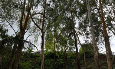 VENDO FINCA EN DAPA