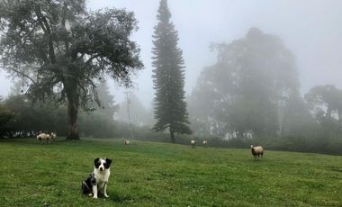 VENDO FINCA EN DAPA