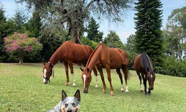 VENDO FINCA EN DAPA