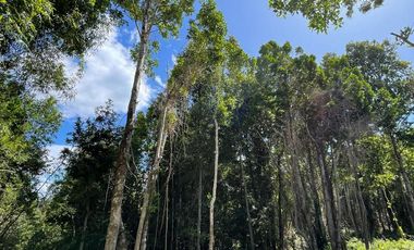 Parcela Loteo Santo Domingo