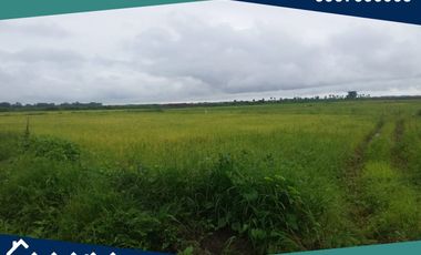 Finca en Venta, Pimocha, Los Ríos, Ecuador