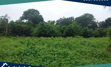 Finca en Venta, Pimocha, Los Ríos, Ecuador