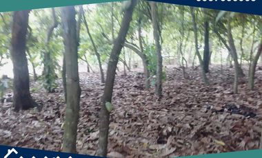 Finca en Venta, Pimocha, Los Ríos, Ecuador