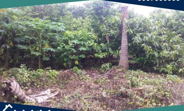 Finca en Venta, Pimocha, Los Ríos, Ecuador