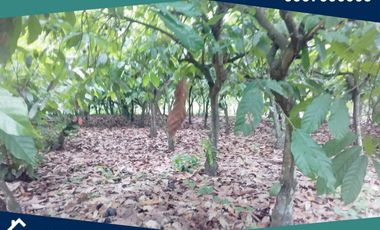 Finca en Venta, Pimocha, Los Ríos, Ecuador