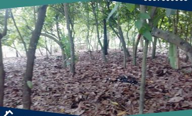 Finca en Venta, Pimocha, Los Ríos, Ecuador