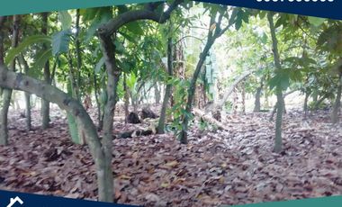 Finca en Venta, Pimocha, Los Ríos, Ecuador