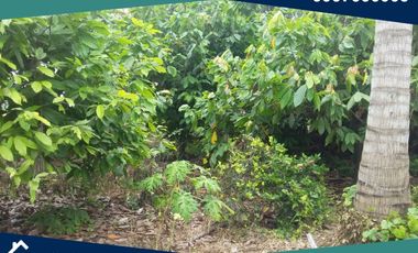 Finca en Venta, Pimocha, Los Ríos, Ecuador